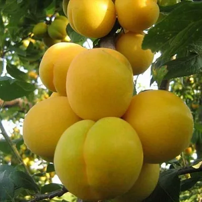 Слива ЛОДВА  Слива ЛОДВА в Воронеже