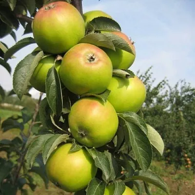 Яблоня ЛУКОМОР колонновидная  Яблоня ЛУКОМОР колонновидная в Воронеже