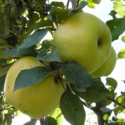 Яблоня Антоновка Обыкновенная в Воронеже