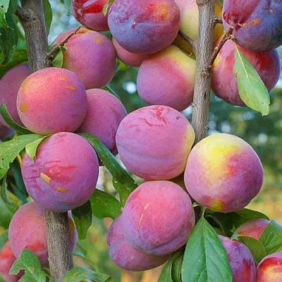 Слива КОЛОННОВИДНАЯ в Воронеже