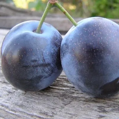 Слива БЛЮФРИ в Воронеже