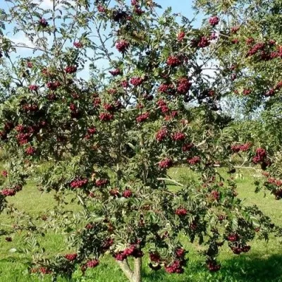 Рябина БУРКА сладкоплодная в Воронеже