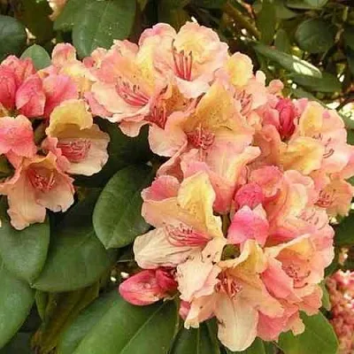 Рододендрон ФЛАУТАНДО  Рододендрон ФЛАУТАНДО в Воронеже