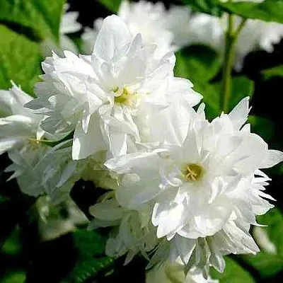 Жасмин ДАМ БЛАНШ  Жасмин ДАМ БЛАНШ в Воронеже