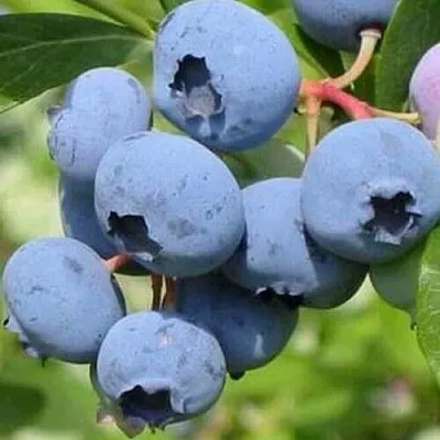 Голубика ДАРРОУ в Воронеже