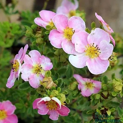 Лапчатка НЬЮ ДАУН кустарниковая  Лапчатка НЬЮ ДАУН кустарниковая в Воронеже