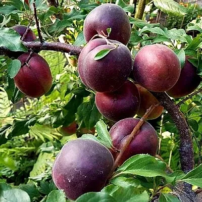 Шарафуга БЕЛЛА РОЯЛЬ в Воронеже