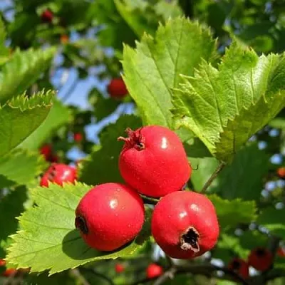 Боярышник МЯГКОВАТЫЙ  Боярышник МЯГКОВАТЫЙ в Воронеже