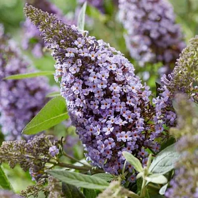 Буддлея давида БАТТЕРФЛЯЙ КАНДИ ЛИЛА СВИТХАРТ  Буддлея давида БАТТЕРФЛЯЙ КАНДИ ЛИЛА СВИТХАРТ в Воронеже