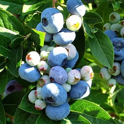 Голубика ВЕЙМУТ в Воронеже