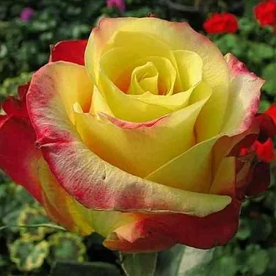 Саженцы роз ХОТ МЕРЕНГА чайно-гибридная  Саженцы роз ХОТ МЕРЕНГА чайно-гибридная в Воронеже