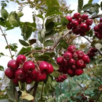 Рябина ГРАНАТНАЯ сладкоплодная в Воронеже