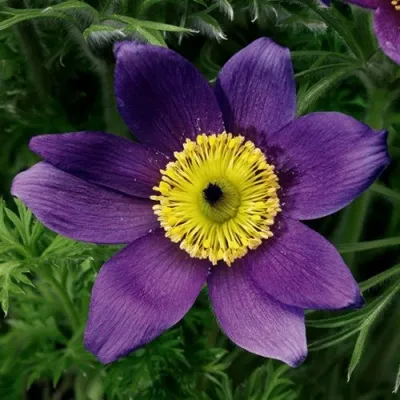 Прострел ПИНВИЛ БЛЮ ШЕЙДЕС в Воронеже