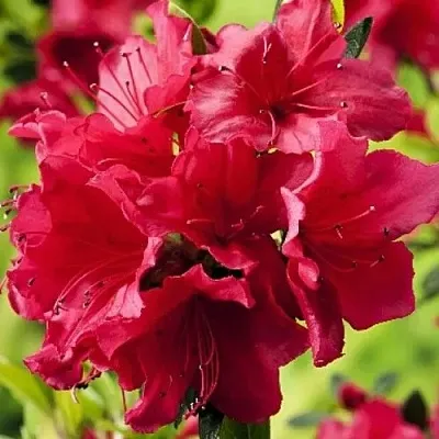 Азалия АРАБЕСК японская  Азалия АРАБЕСК японская в Воронеже