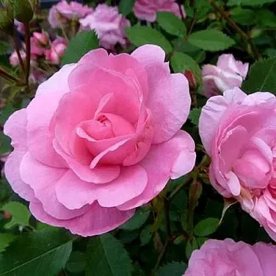 Саженцы роз ДЖОН ДЭВИС плетистая  Саженцы роз ДЖОН ДЭВИС плетистая в Воронеже