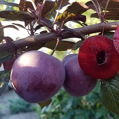 Слива ПАННА  в Воронеже