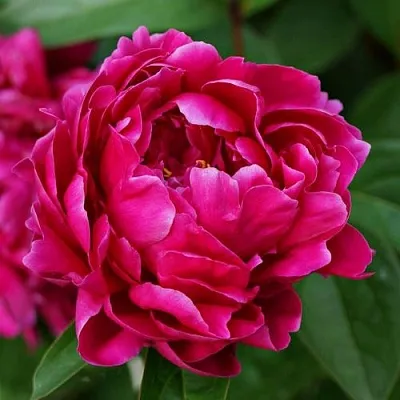 Пион ЛУИ ВАН-ГУТТ травянистый  Пион ЛУИ ВАН-ГУТТ травянистый в Воронеже