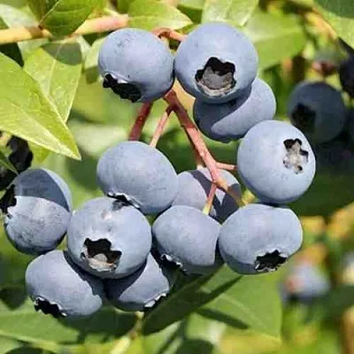 Голубика КРОЭТЭН в Воронеже