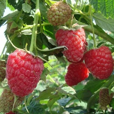 Малина КОЛОКОЛЬЧИК  Малина КОЛОКОЛЬЧИК в Воронеже