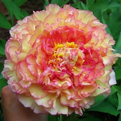 Пионы древовидные в Воронеже