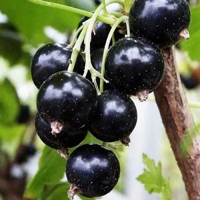 Смородина чёрная ДЕЛИКАТЕСНАЯ в Воронеже