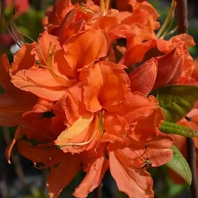 Азалия МАНДАРИН ЛАЙТС листопадная  Азалия МАНДАРИН ЛАЙТС листопадная в Воронеже