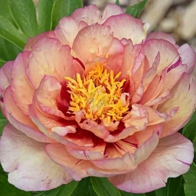 Пион КЭЛЛИС МЕМОРИ ито-гибрид  Пион КЭЛЛИС МЕМОРИ ито-гибрид в Воронеже