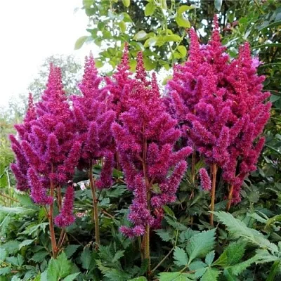 Астильба ВИЖНС китайская  Астильба ВИЖНС китайская в Воронеже