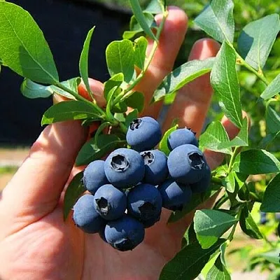 Голубика НОРТ КАНТРИ в Воронеже