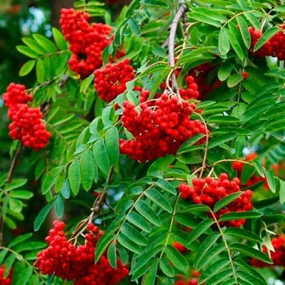 Рябина ПЛАКУЧАЯ сладкоплодная  Рябина ПЛАКУЧАЯ сладкоплодная в Воронеже