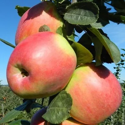 Яблоня БРЯНСКОЕ РОЗОВОЕ в Воронеже