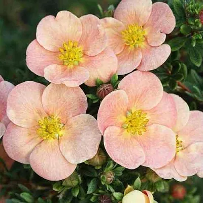 Лапчатка ДЕЙДАУН кустарниковая   Лапчатка ДЕЙДАУН кустарниковая  в Воронеже