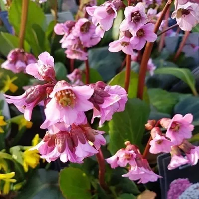 Бадан БЭБИ ДОЛЛ  Бадан БЭБИ ДОЛЛ в Воронеже