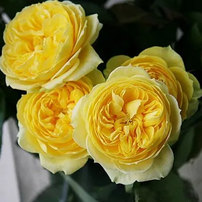 Саженцы роз КАТАЛИНА спрей  Саженцы роз КАТАЛИНА спрей в Воронеже