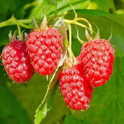 Малина ИЗОБИЛЬНАЯ в Воронеже