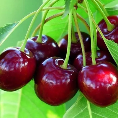 Вишня ВЯНОК  Вишня ВЯНОК в Воронеже