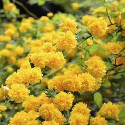 Керрия японская АУРЕОВАРИЕГАТТА  Керрия японская АУРЕОВАРИЕГАТТА в Воронеже