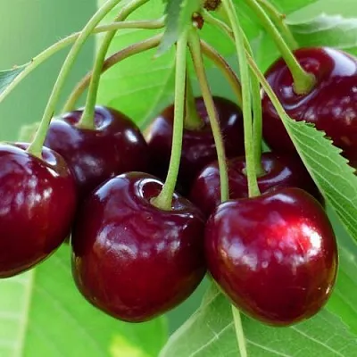 Дюк ЖИВИЦА (ЧЕРЕВИШНЯ) в Воронеже