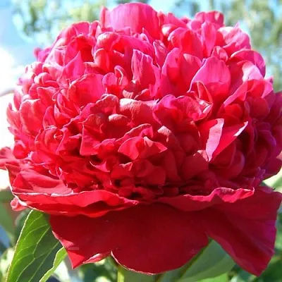 Пион ИНСПЕКТОР ЛАВЕРН травянистый  Пион ИНСПЕКТОР ЛАВЕРН травянистый в Воронеже