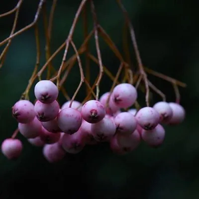 Рябина ПЕКИНСКАЯ сладкоплодная  Рябина ПЕКИНСКАЯ сладкоплодная в Воронеже