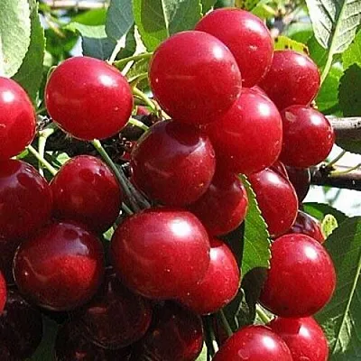 Вишня ГЛУБОКСКАЯ  Вишня ГЛУБОКСКАЯ в Воронеже