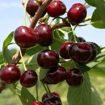 Вишня ГРИОТ БЕЛОРУССКИЙ  Вишня ГРИОТ БЕЛОРУССКИЙ в Воронеже