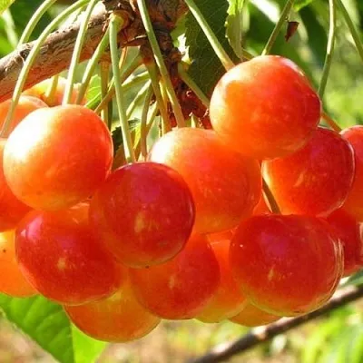 Черешня СОПЕРНИЦА  Черешня СОПЕРНИЦА в Воронеже