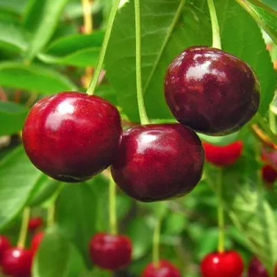 Вишня УЙФЕХЕРТОЙ ФЮРТОШ  Вишня УЙФЕХЕРТОЙ ФЮРТОШ в Воронеже