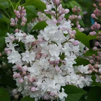 Сирень КРАСАВИЦА МОСКВЫ  Сирень КРАСАВИЦА МОСКВЫ в Воронеже