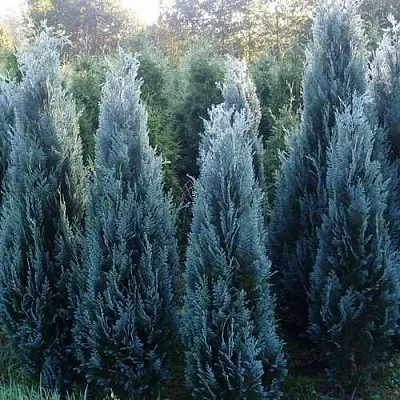 Кипарисовик ДАРТС БЛЮ РИББОН лавсона  Кипарисовик ДАРТС БЛЮ РИББОН лавсона в Воронеже