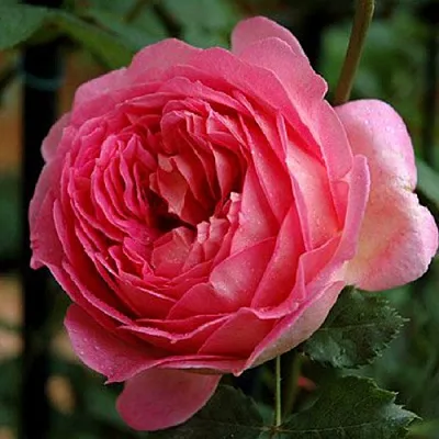 Саженцы роз ДЖУБИЛИ СЕЛЕБРЕЙШН английская в Воронеже