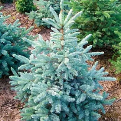 Ель КЕЙБАБ колючая в Воронеже