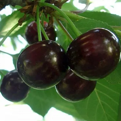 Дюк КСЕНИЯ (ЧЕРЕВИШНЯ) в Воронеже