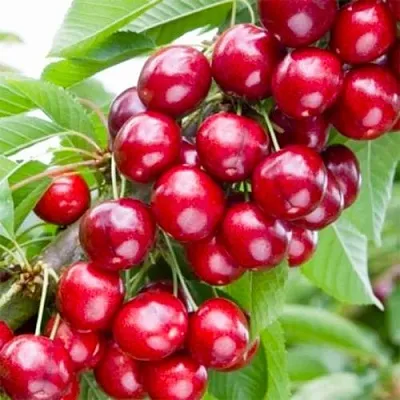 Вишня МАЛЮТКА колонновидная  Вишня МАЛЮТКА колонновидная в Воронеже